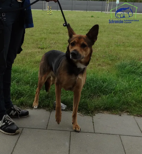 Znaleziono psa, Szczecin, 25 sierpnia 2025