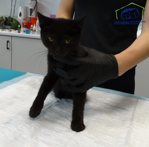 Znaleziono kota, Szczecin, 24 sierpnia 2025