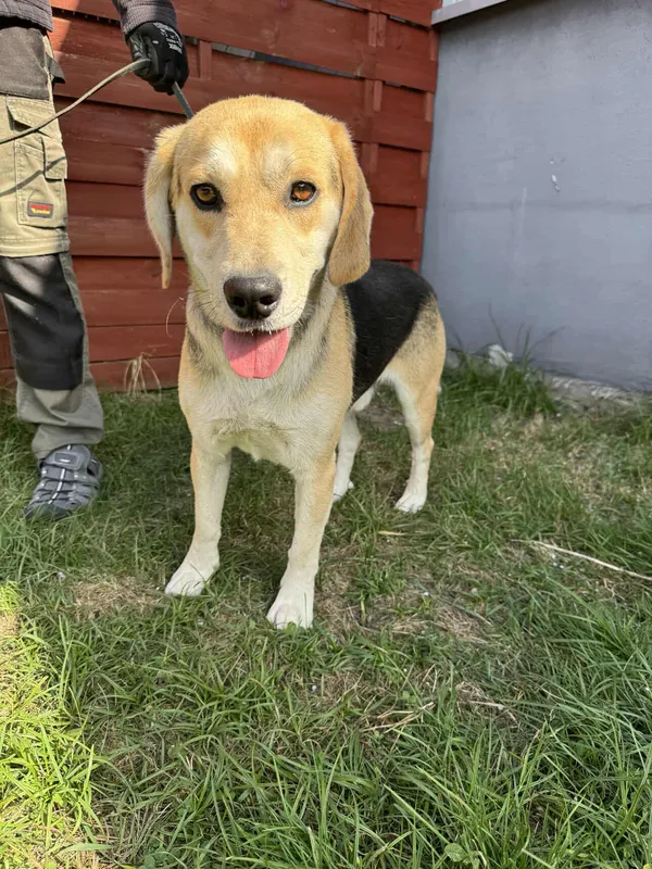 Znaleziono psa, Czartki, 25 sierpnia 2025