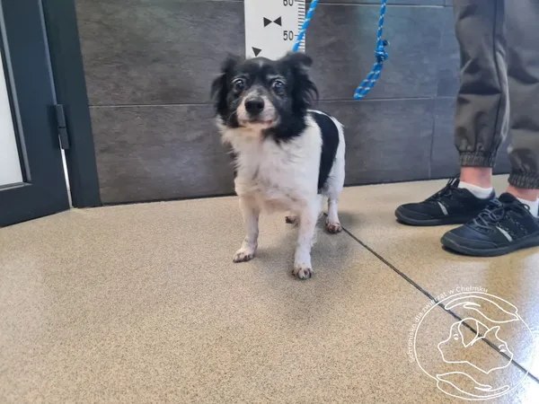 Znaleziono psa, Chełmek, 23 sierpnia 2025