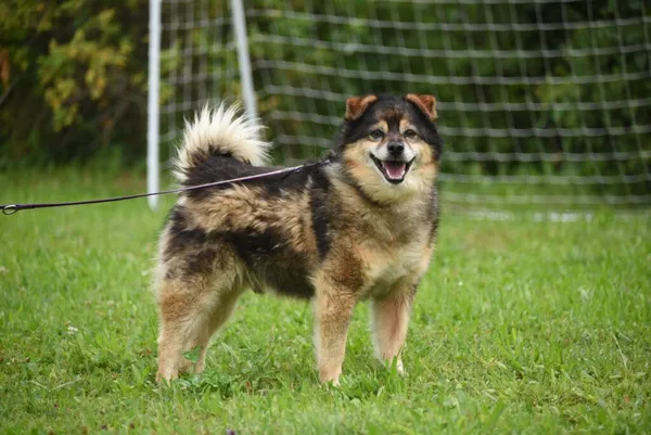 Pies do adopcji, Ropczyce, 25 sierpnia 2025