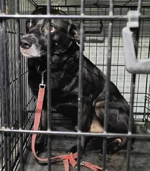 Znaleziono psa, Radom, 20 sierpnia 2025