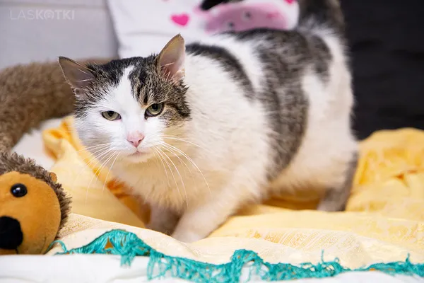 Kot do adopcji, Sosnowiec, 19 sierpnia 2025