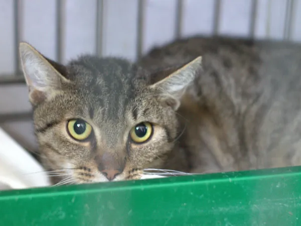 Kot do adopcji, Sosnowiec, 5 sierpnia 2025