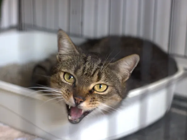 Znaleziono kota, Sosnowiec, 22 sierpnia 2025 (2/4)