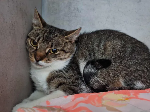 Znaleziono kota, Sosnowiec, 23 sierpnia 2025