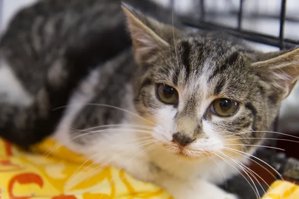 Znaleziono kota, Sosnowiec, 22 sierpnia 2025 (2/5)