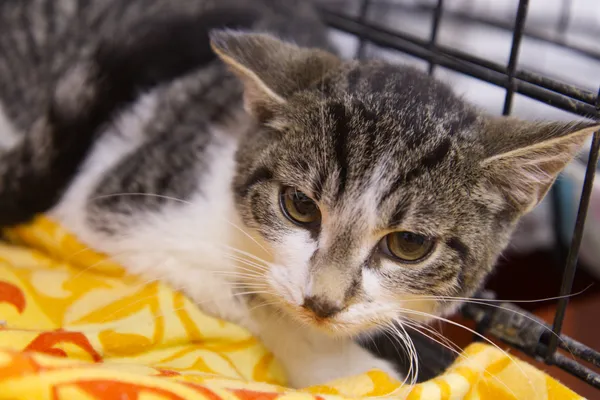 Znaleziono kota, Sosnowiec, 22 sierpnia 2025 (3/5)