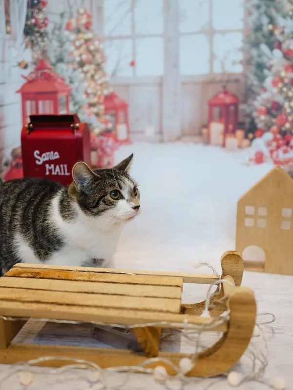 Znaleziono kota, Sosnowiec, 22 sierpnia 2025 (5/5)