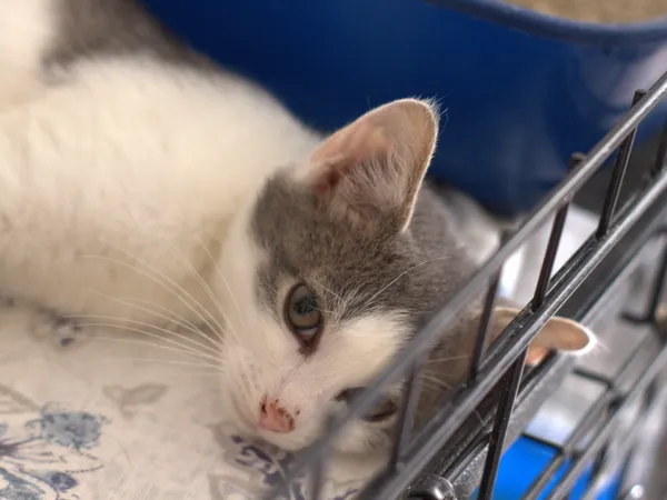 Znaleziono kota, Sosnowiec, 22 sierpnia 2025 (1/2)