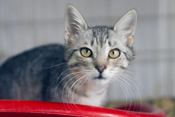 Znaleziono kota, Sosnowiec, 22 sierpnia 2025 (1/2)