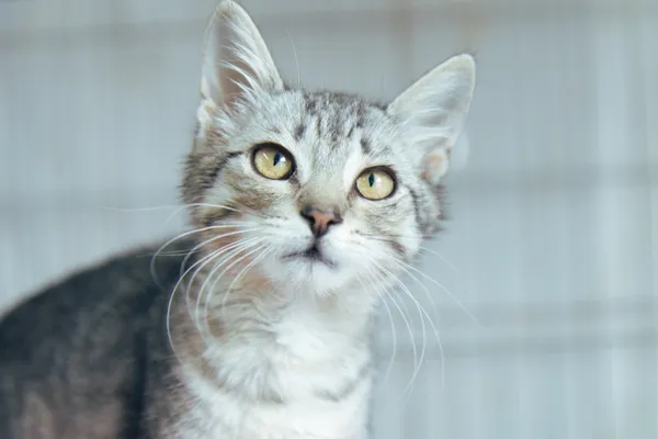 Znaleziono kota, Sosnowiec, 22 sierpnia 2025 (2/2)