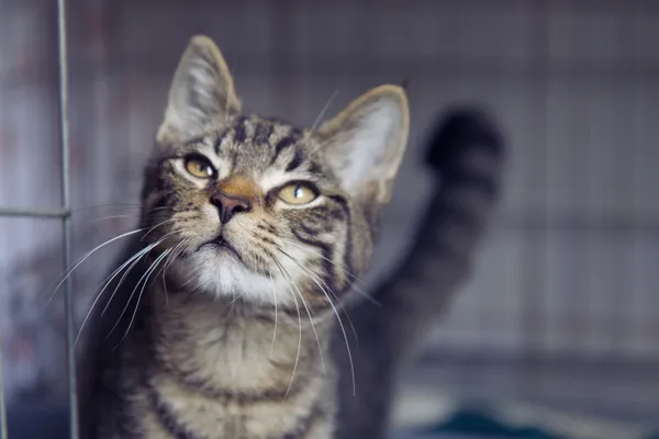 Znaleziono kota, Sosnowiec, 20 sierpnia 2025 (2/4)