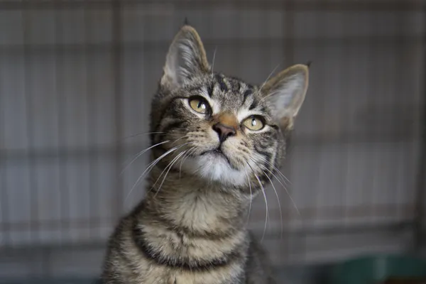 Znaleziono kota, Sosnowiec, 20 sierpnia 2025 (4/4)