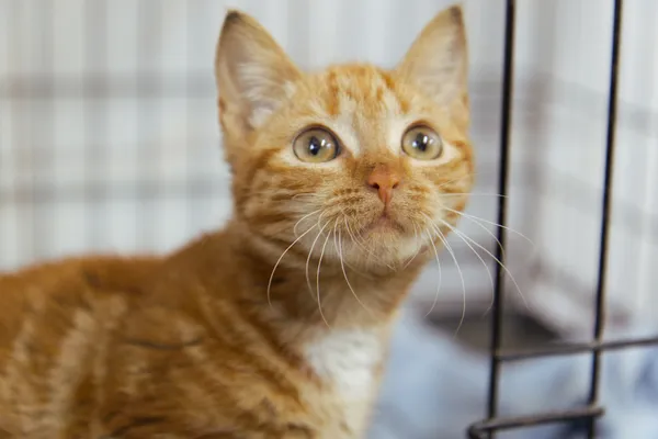 Znaleziono kota, Sosnowiec, 19 sierpnia 2025 (2/2)