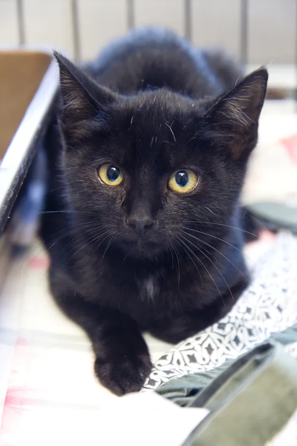 Znaleziono kota, Sosnowiec, 20 sierpnia 2025 (4/4)