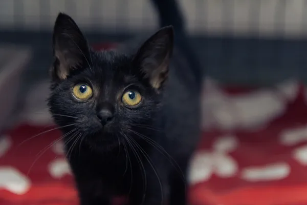 Znaleziono kota, Sosnowiec, 16 sierpnia 2025 (4/4)