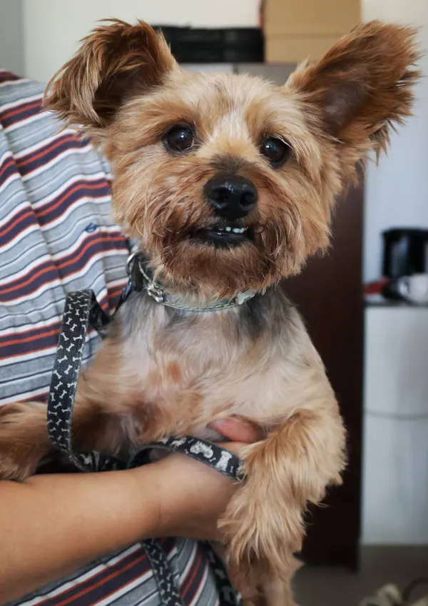 Znaleziono psa, Łódź, 24 sierpnia 2025 (2/5)