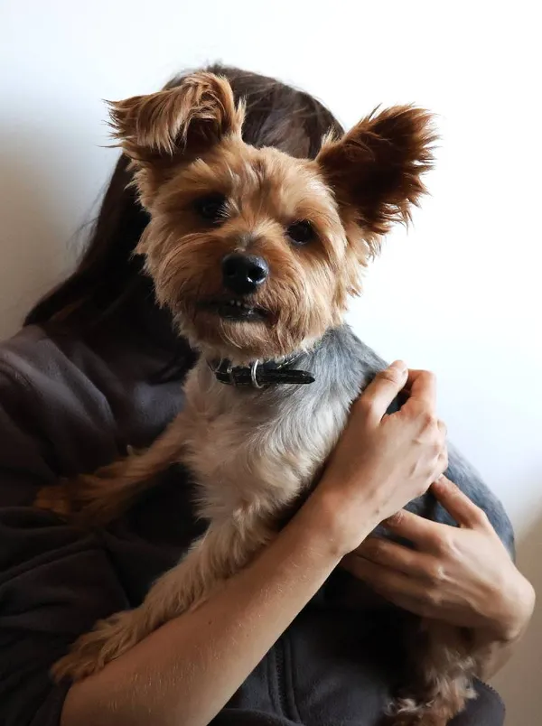 Znaleziono psa, Łódź, 24 sierpnia 2025 (4/5)