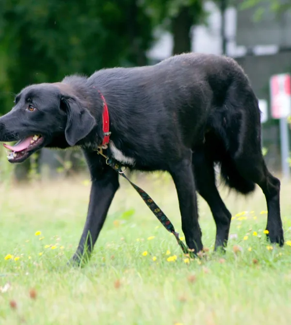 Pies do adopcji, Konin, 12 maja 2025 (3/3)