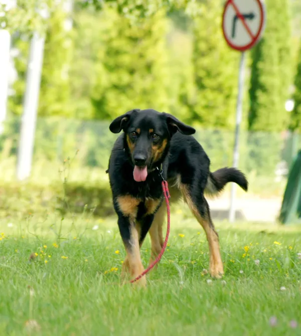 Pies do adopcji, Konin, 7 czerwca 2025 (2/2)