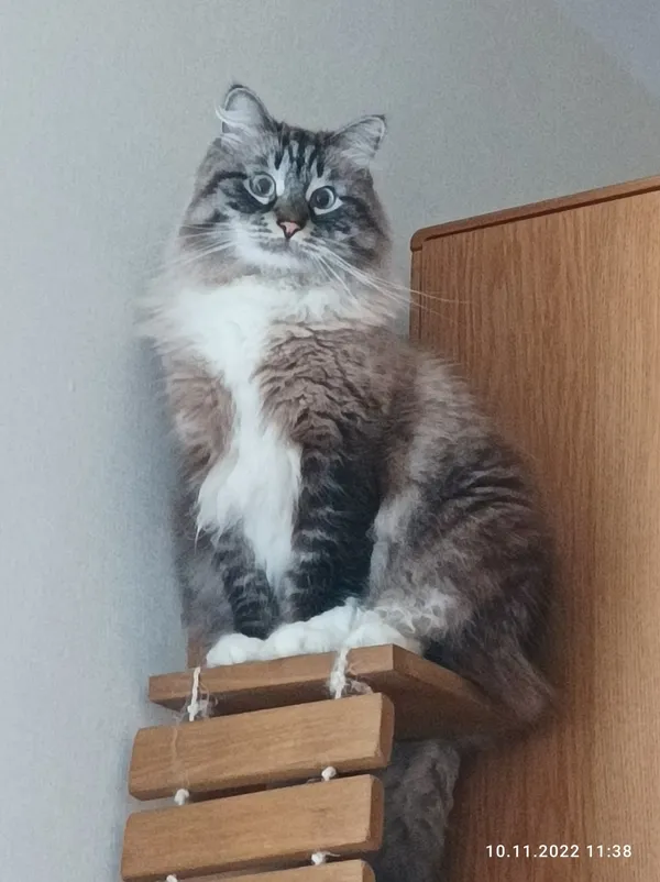 Zaginął kot, Łódź, 25 sierpnia 2025