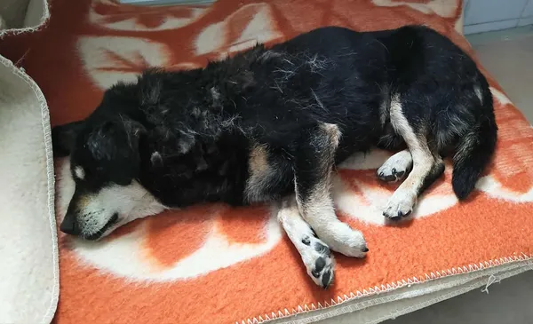 Znaleziono psa, Lublin, 24 sierpnia 2025