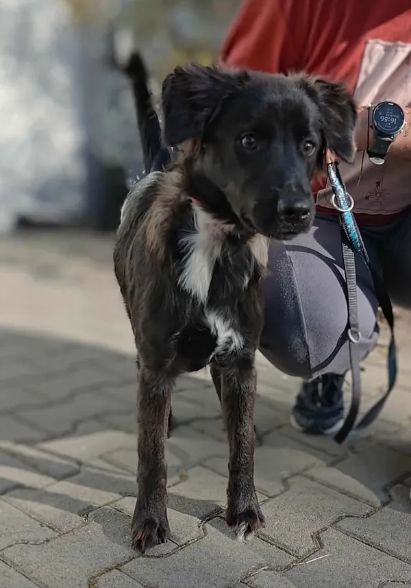 Znaleziono psa, Lublin, 25 sierpnia 2025