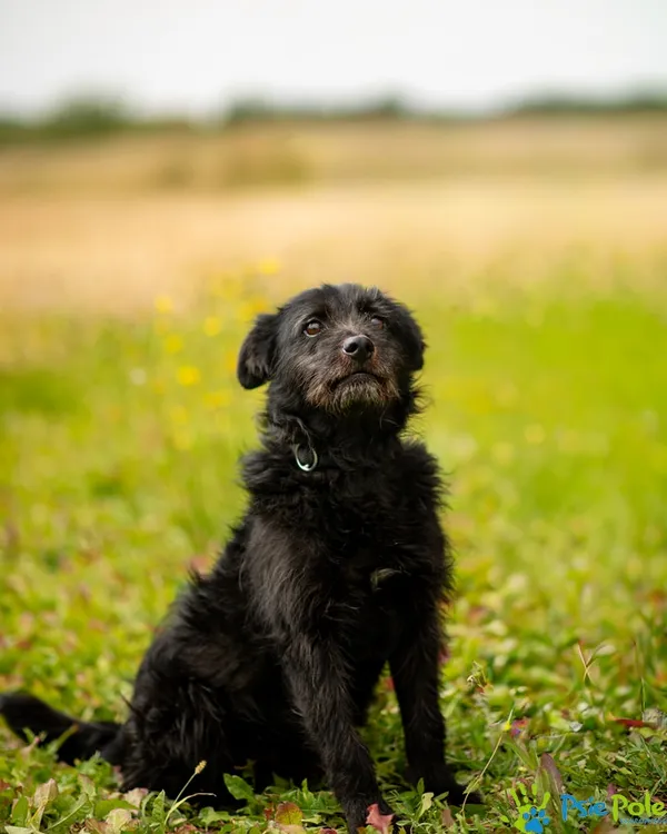 Znaleziono psa, Racławice, 10 stycznia 2026 (2/5)