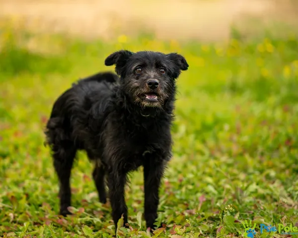 Znaleziono psa, Racławice, 10 stycznia 2026 (4/5)