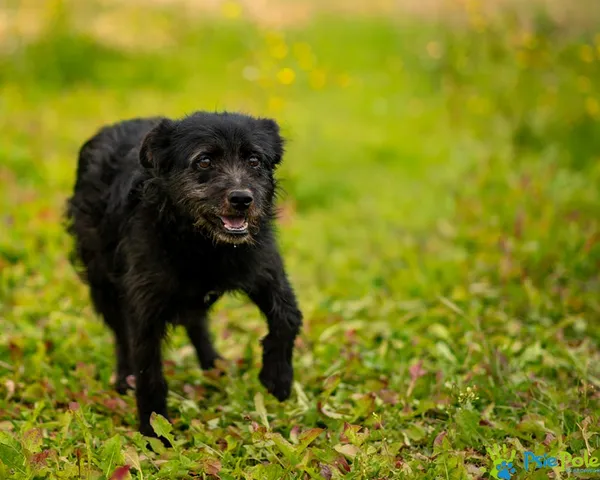 Znaleziono psa, Racławice, 10 stycznia 2026 (5/5)
