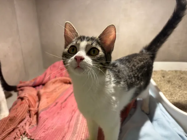 Znaleziono kota, Sosnowiec, 25 sierpnia 2025 (3/5)