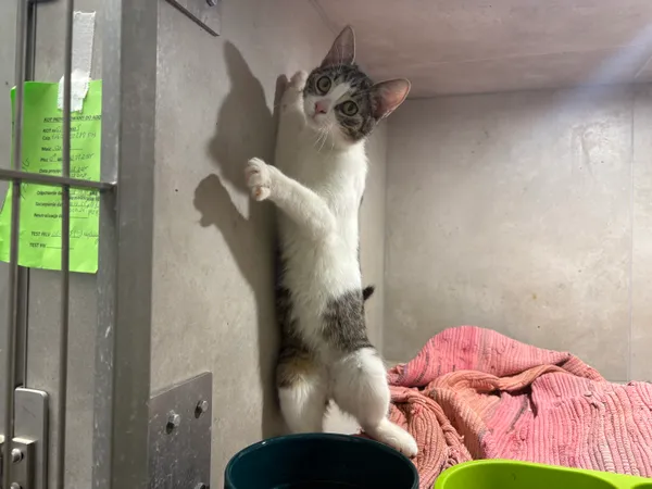 Znaleziono kota, Sosnowiec, 25 sierpnia 2025 (5/5)