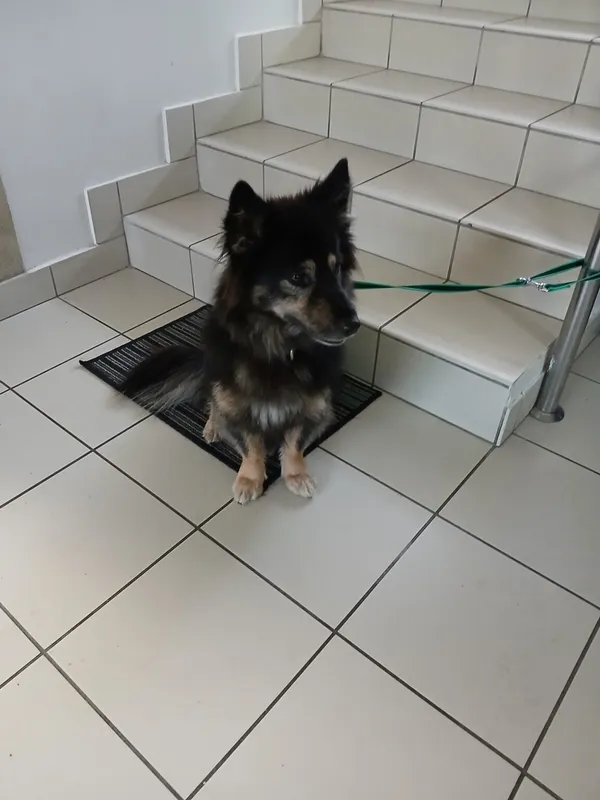 Znaleziono psa, Gdańsk, 26 sierpnia 2025