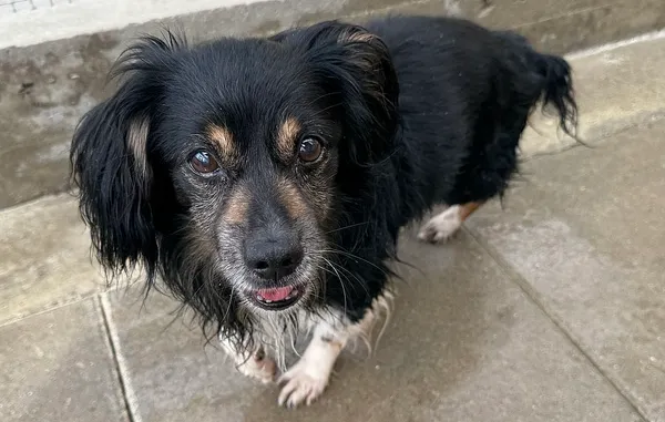 Znaleziono psa, Gdańsk, 22 sierpnia 2025