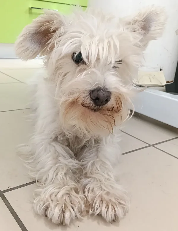 Znaleziono psa, Gdańsk, 22 sierpnia 2025