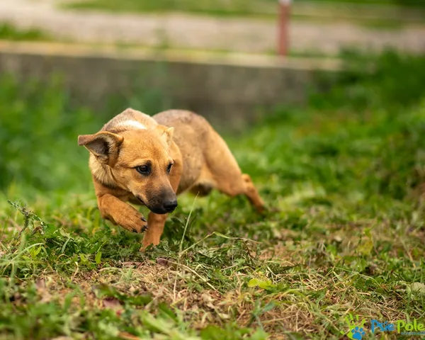 Pies do adopcji, Racławice, 20 sierpnia 2025 (2/5)