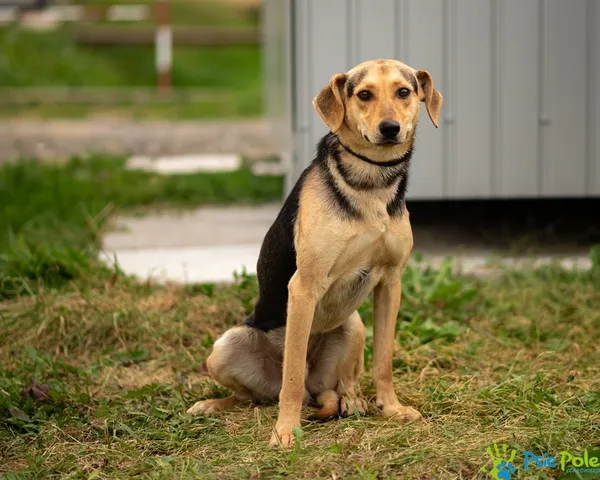 Pies do adopcji, Racławice, 20 sierpnia 2025 (1/5)