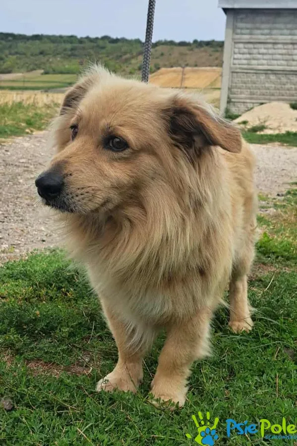 Pies do adopcji, Racławice, 21 sierpnia 2025 (1/2)