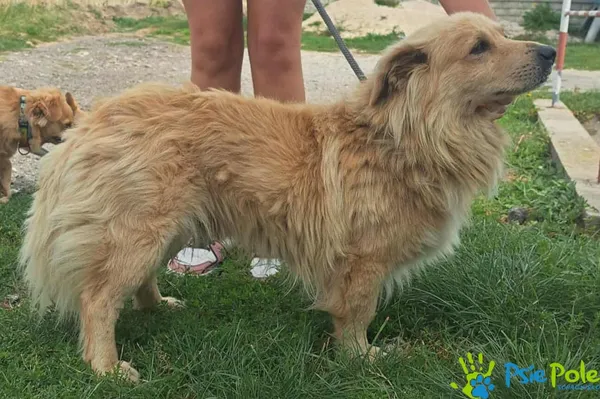 Pies do adopcji, Racławice, 21 sierpnia 2025 (2/2)