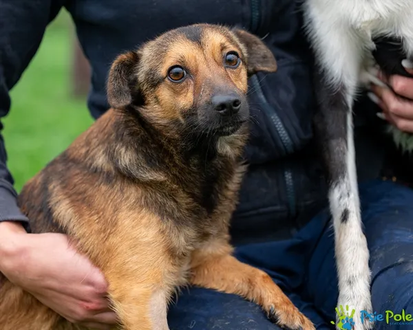 Pies do adopcji, Racławice, 22 sierpnia 2025 (3/5)