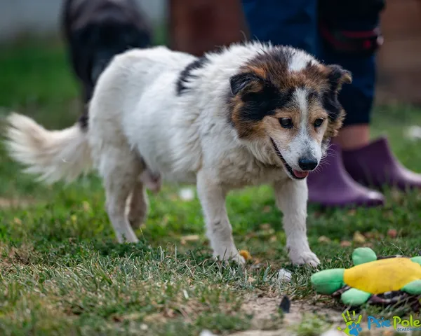 Pies do adopcji, Racławice, 25 sierpnia 2025 (2/5)