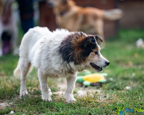 Pies do adopcji, Racławice, 25 sierpnia 2025 (3/5)