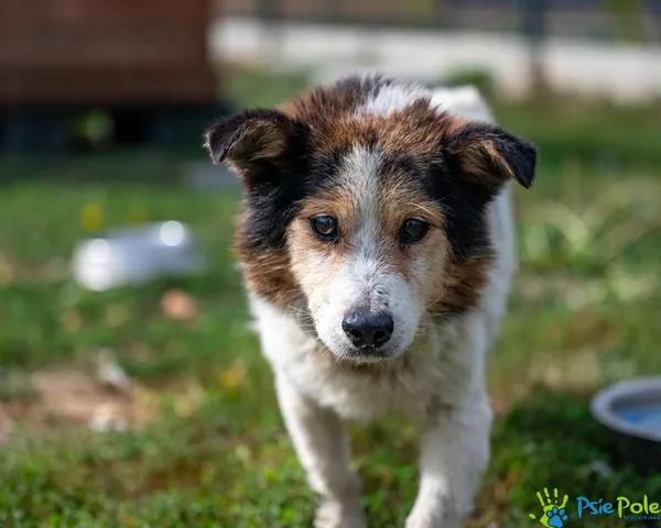 Pies do adopcji, Racławice, 25 sierpnia 2025 (4/5)