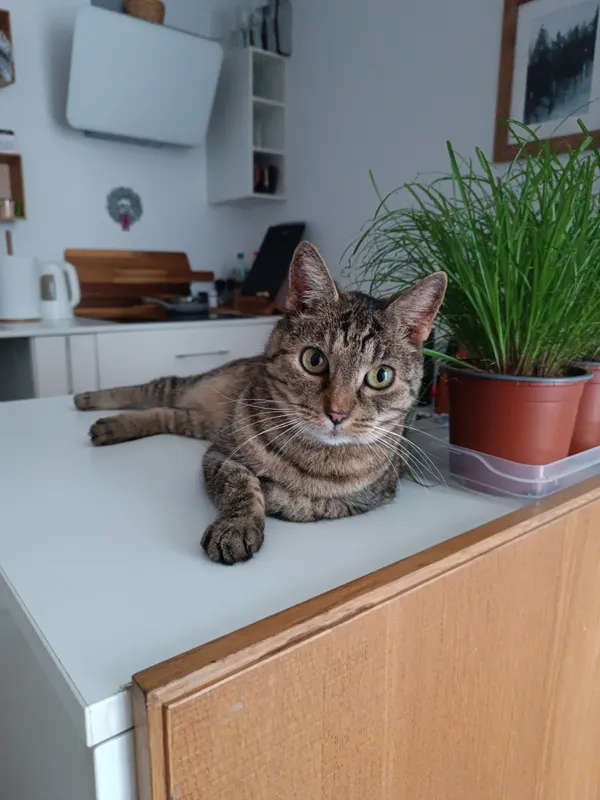 Zaginął kot, Katowice, Ligota, 26 sierpnia 2025