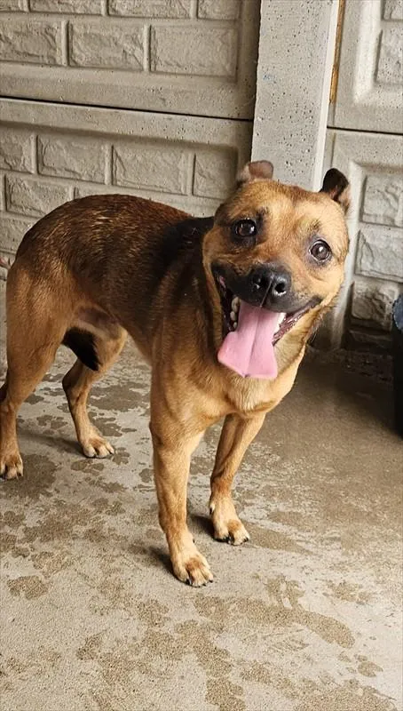 Pies do adopcji, Choszczno, 8 sierpnia 2025