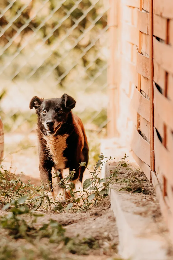 Pies do adopcji, Czartki, 26 sierpnia 2025 (3/5)