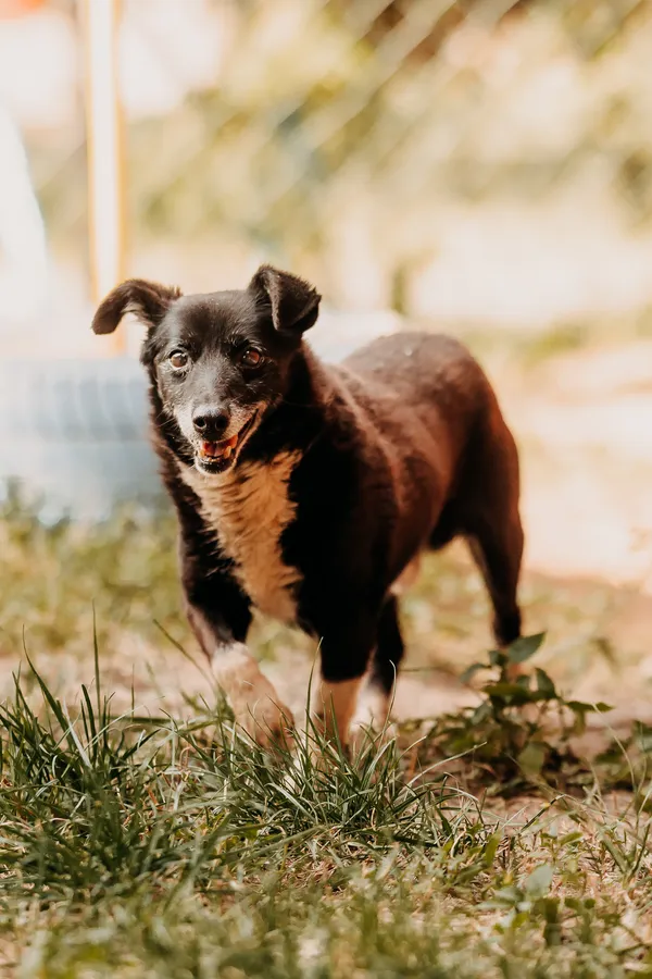 Pies do adopcji, Czartki, 26 sierpnia 2025 (4/5)