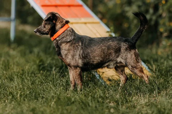 Pies do adopcji, Czartki, 26 sierpnia 2025 (1/5)