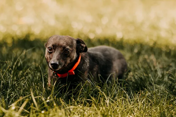 Pies do adopcji, Czartki, 26 sierpnia 2025 (2/5)